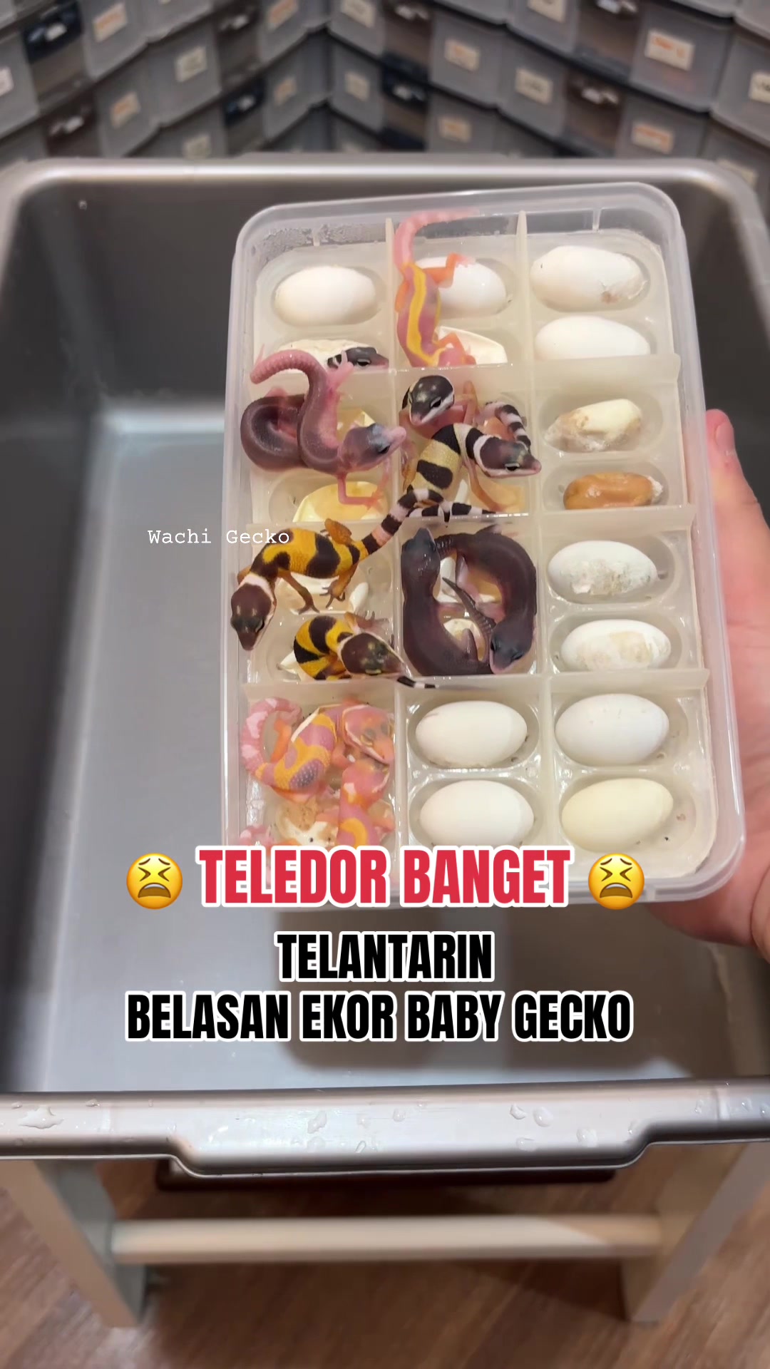 @wachigecko