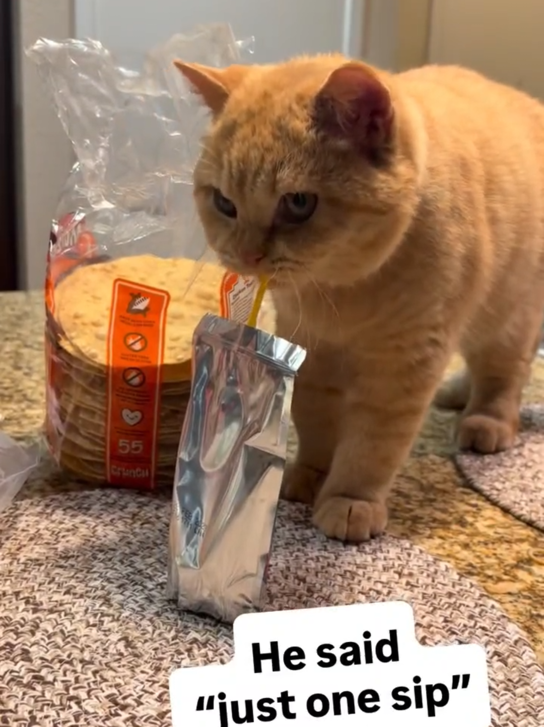 @Chonky World Of Cats