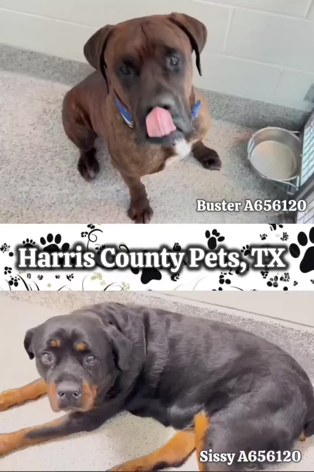 @Saving Mastiffs