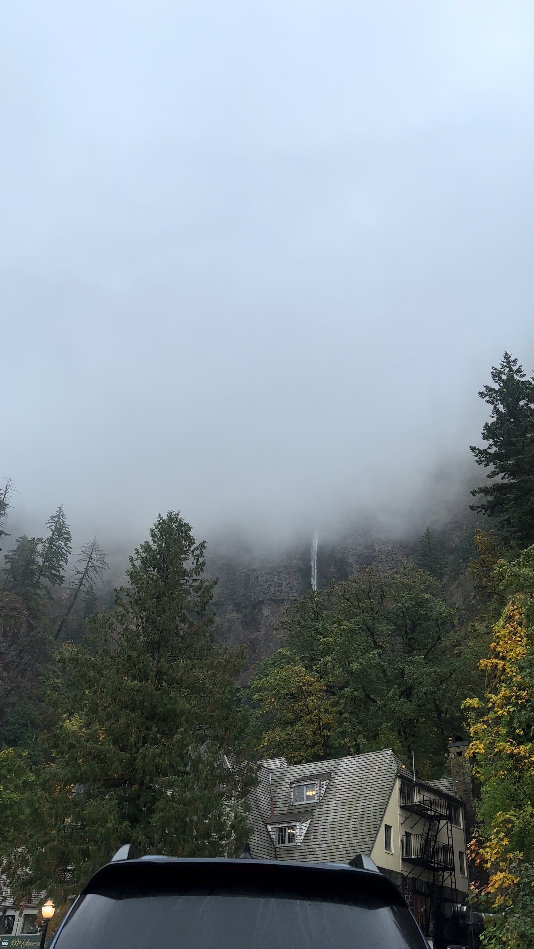 @🌲