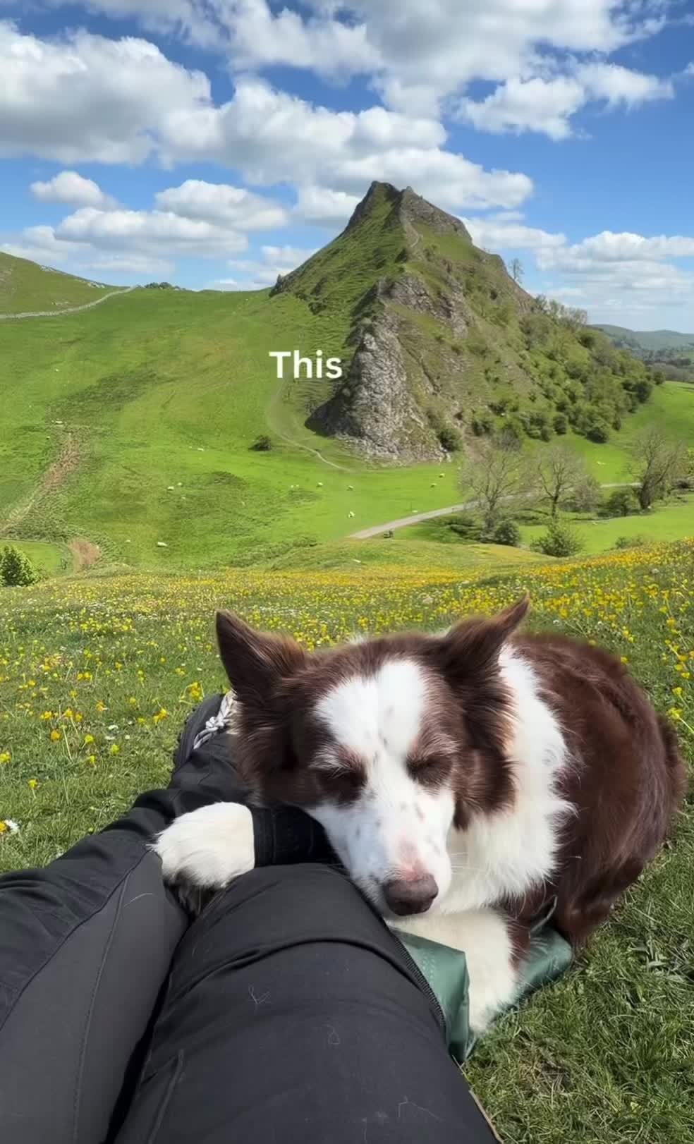 @k9fieldguide