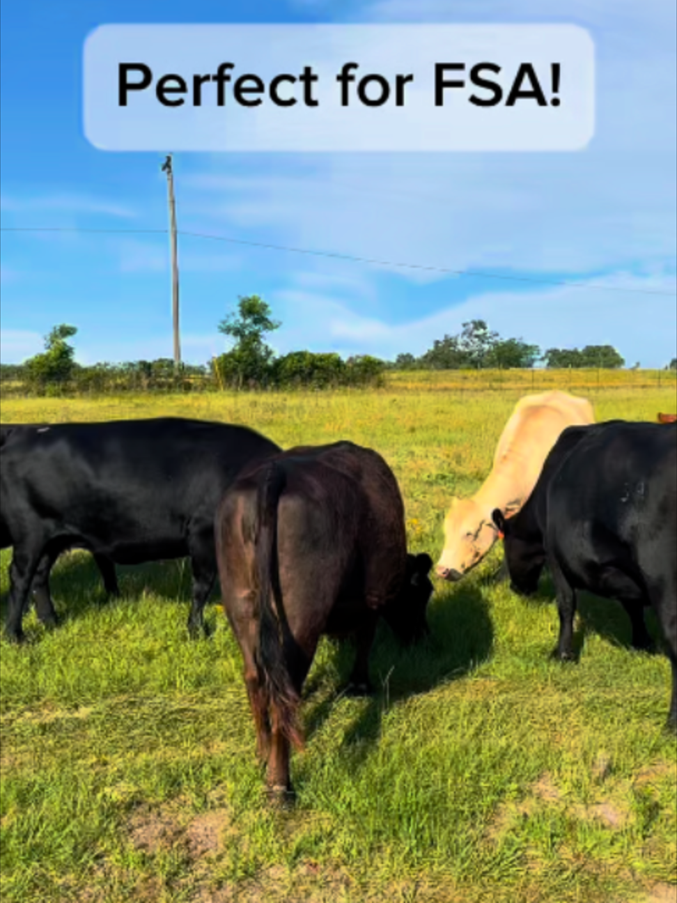 @Rutherford Land and Cattle
