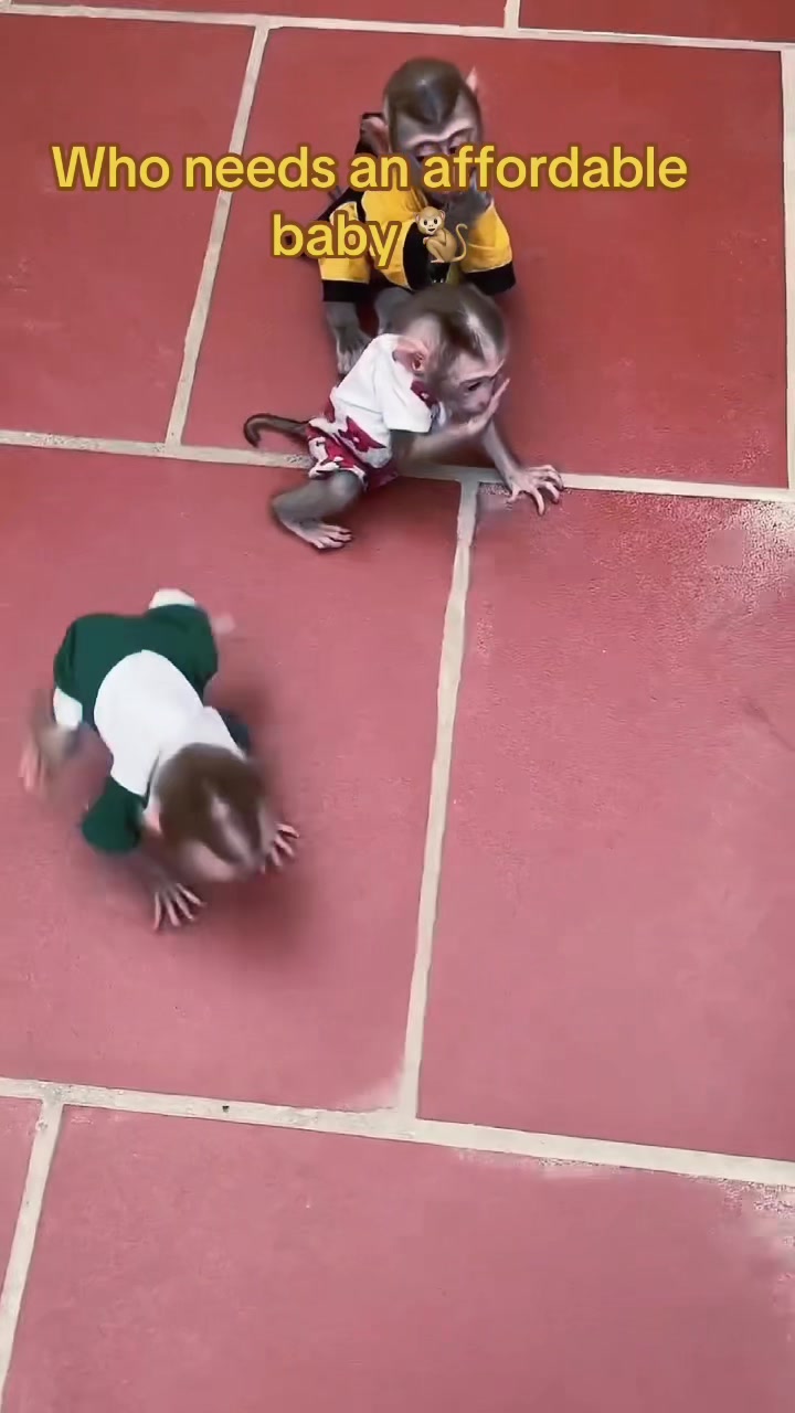 @Baby Monkey Rescue