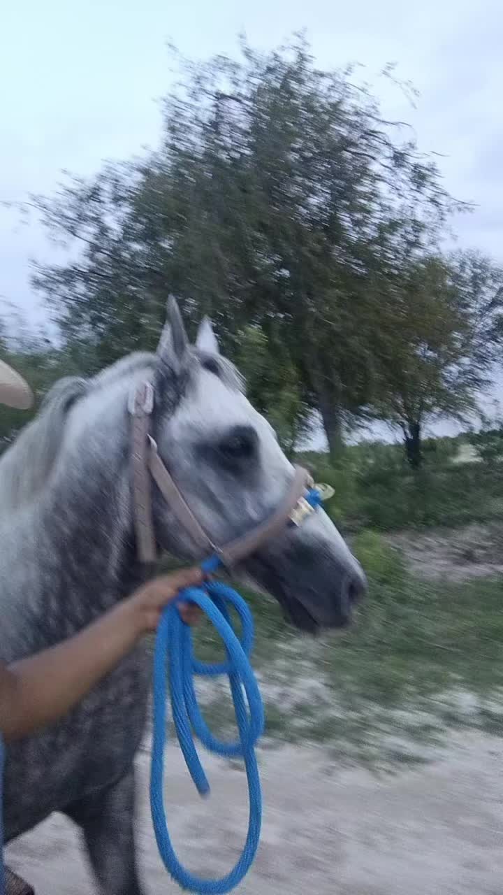 @🇲🇽EL CHAMÁN 🏇 🇲🇽