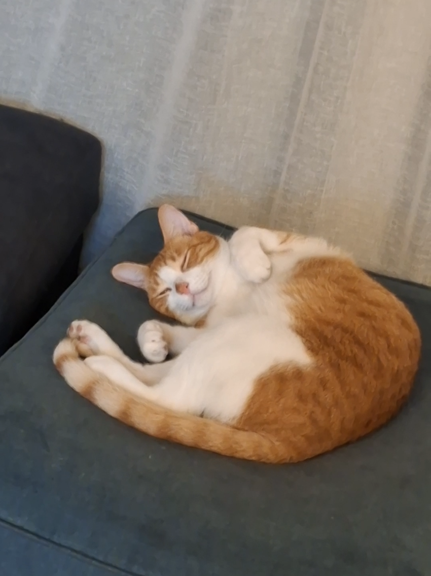 @Random Cat Stuff