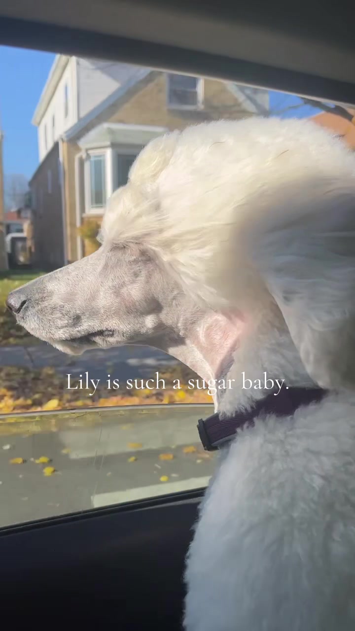@packwalkdiaries