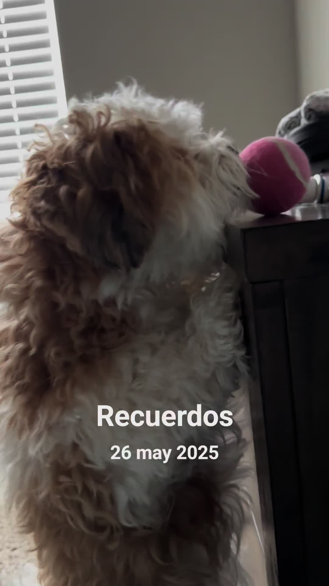 @🇨🇺🇺🇸Massy🐶💅