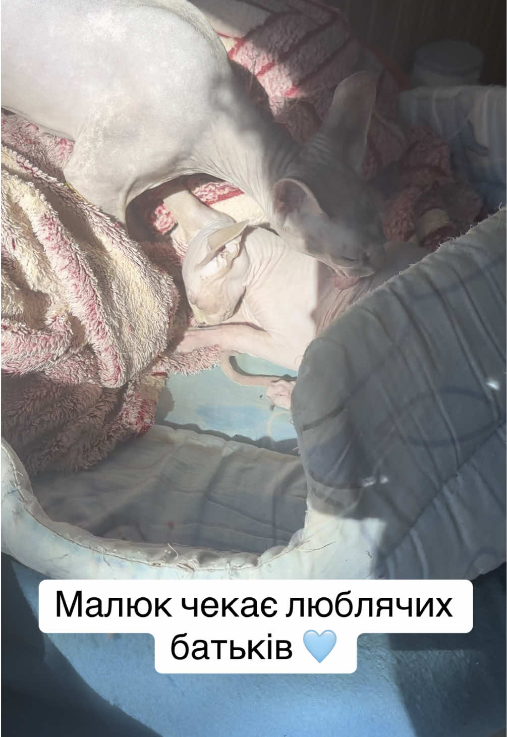 @Іріска💖