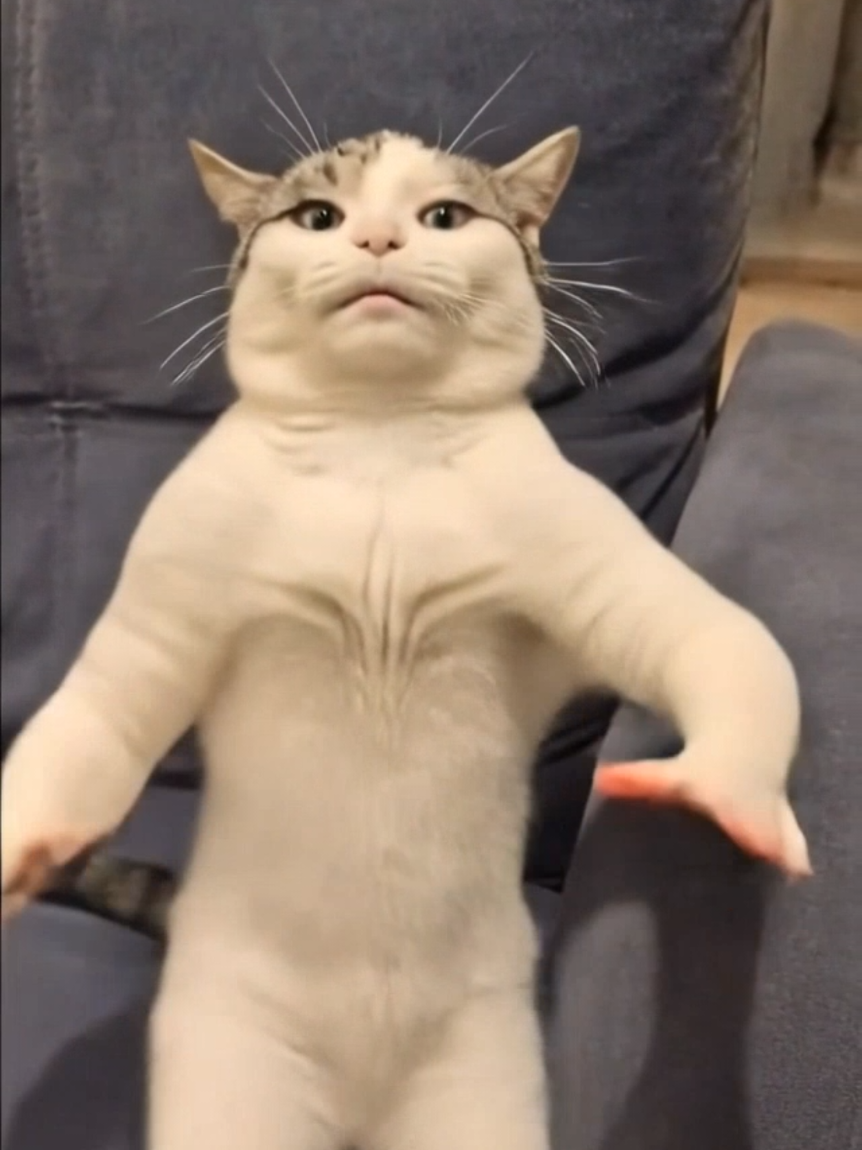 @Я кошка Зинаида