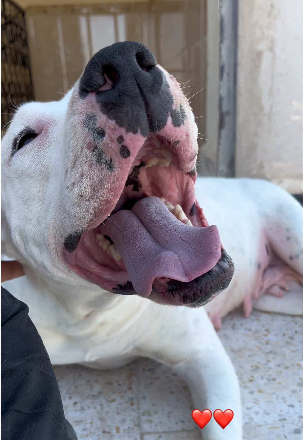 @DOGO ARGENTINO R.A.S🇦🇷🔥