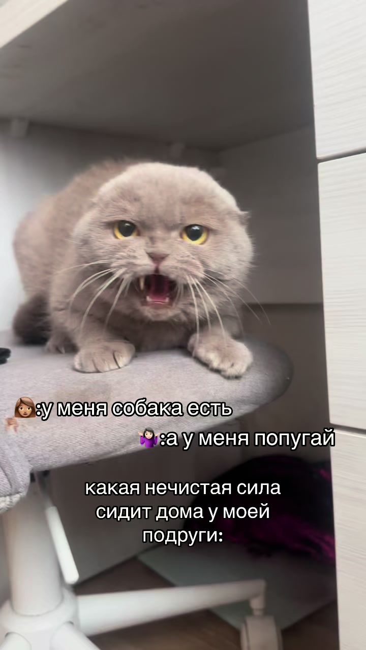 @alikoya