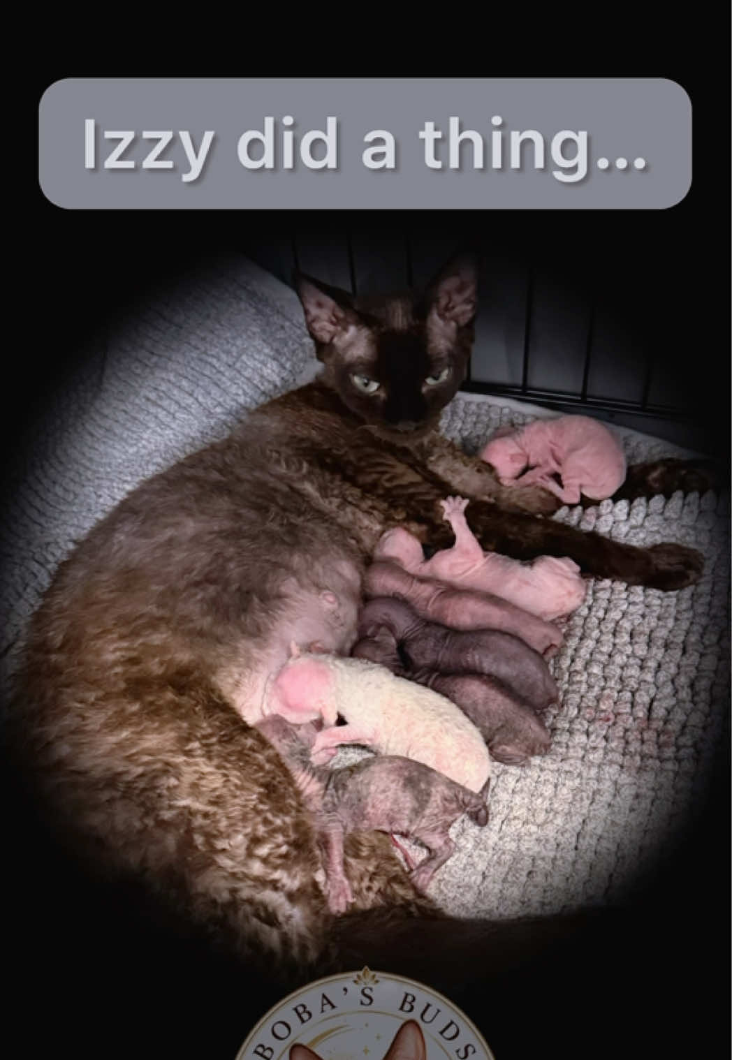 @Boba’s Buds Minskin Cats