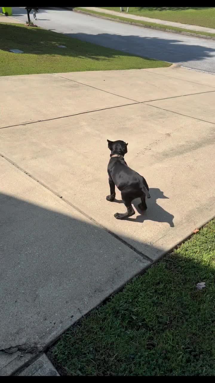 @Andrew cane corso