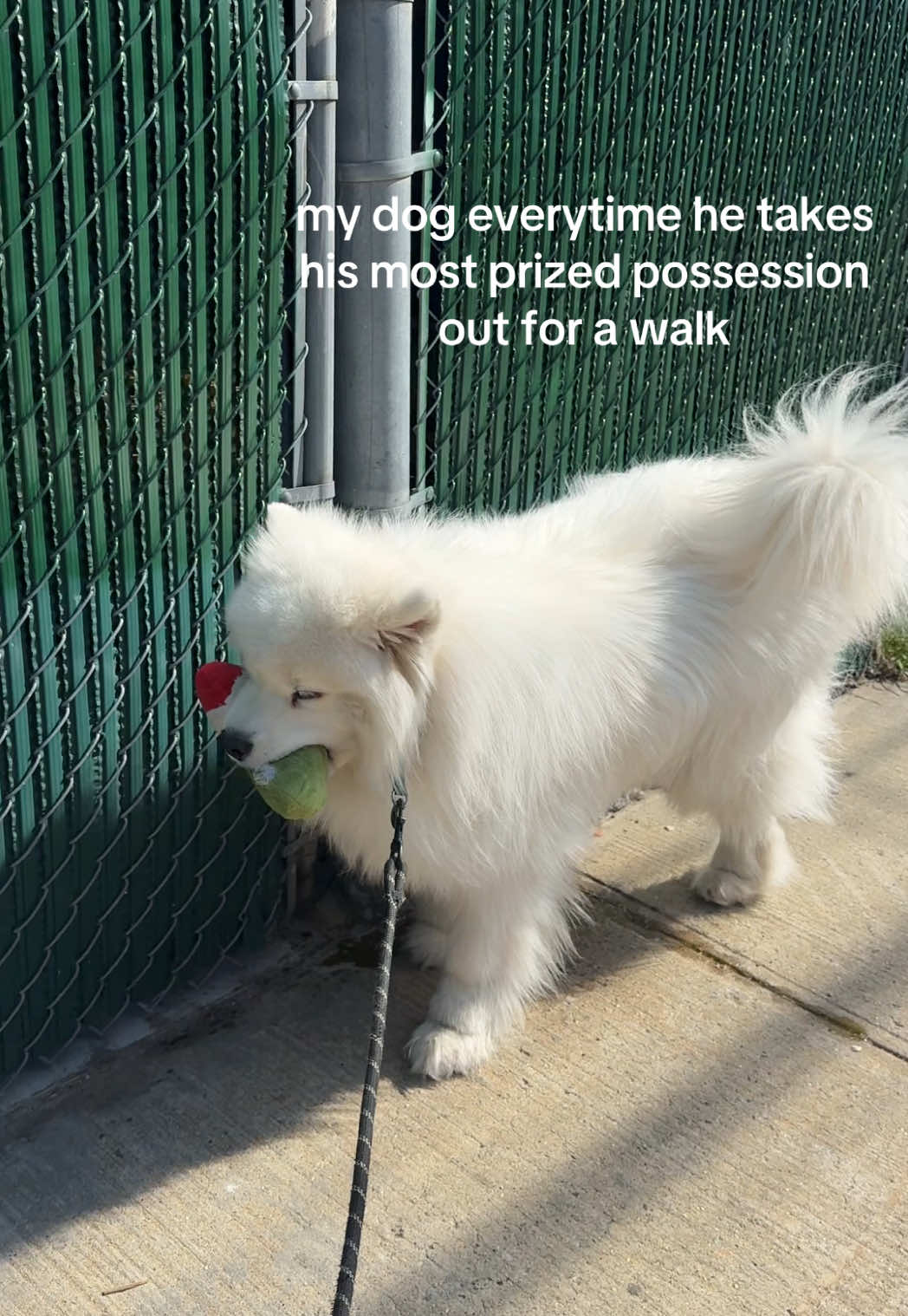 @Biff the Samoyed