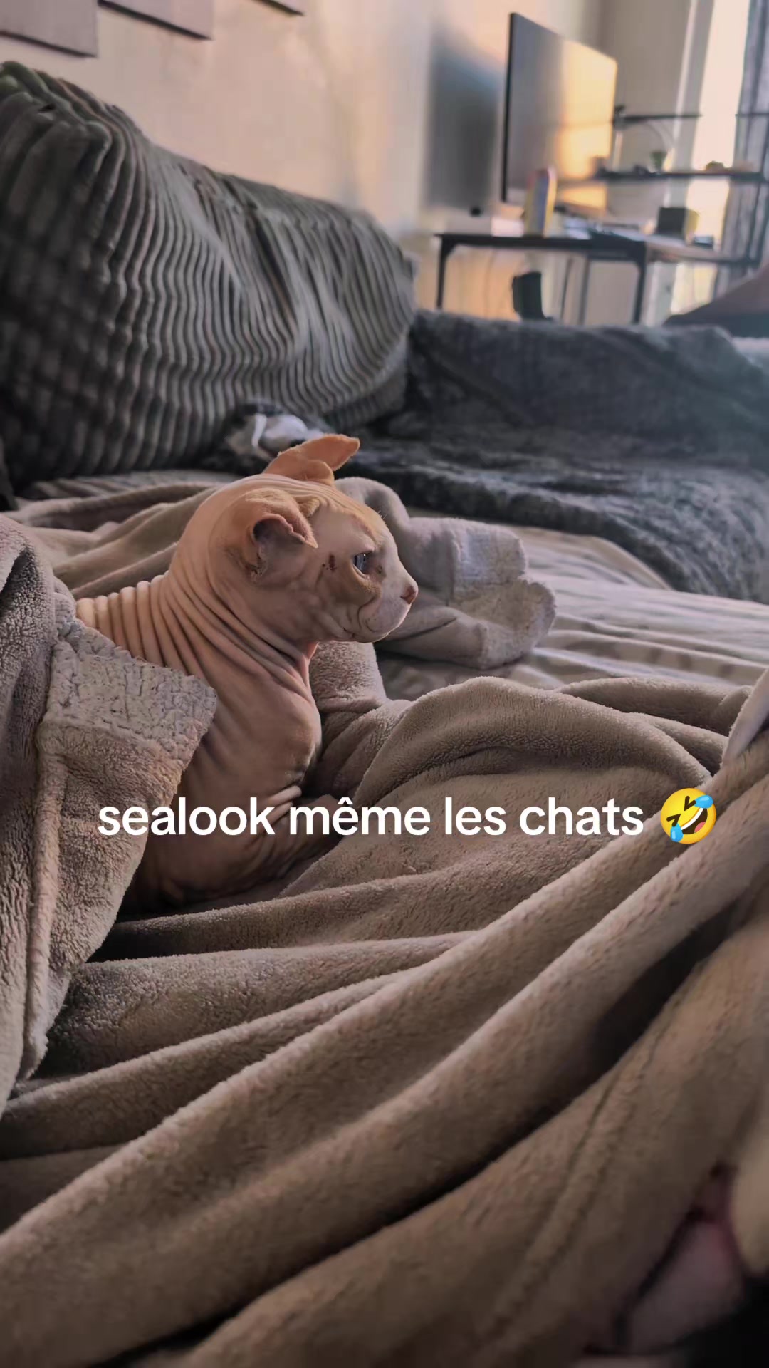 @Amy_dusoleildanstajournee