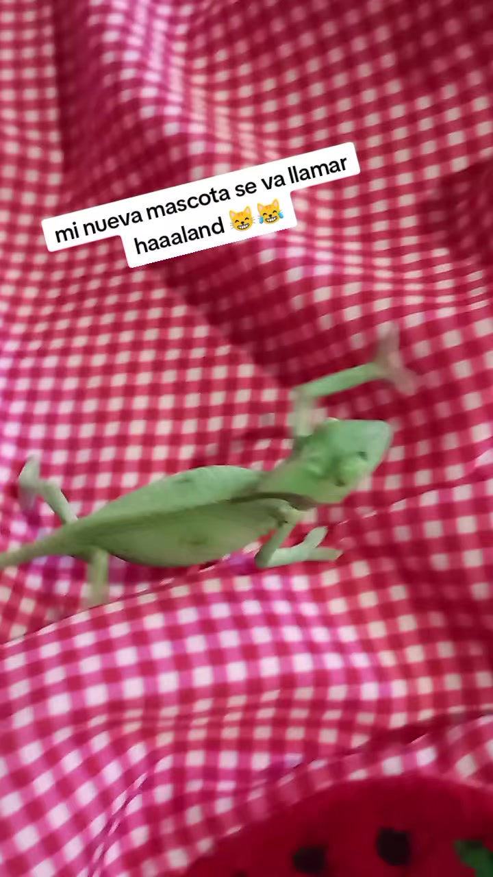 @Michi katyblox