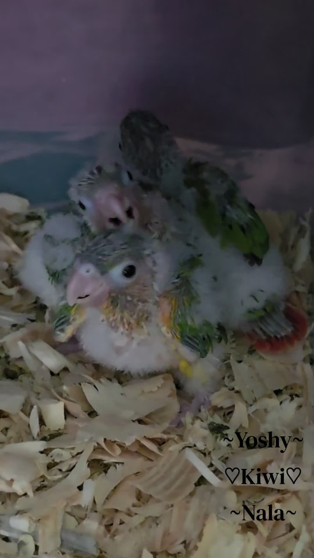 @🦋🇵🇷Mom of Parrots🇵🇷🦋