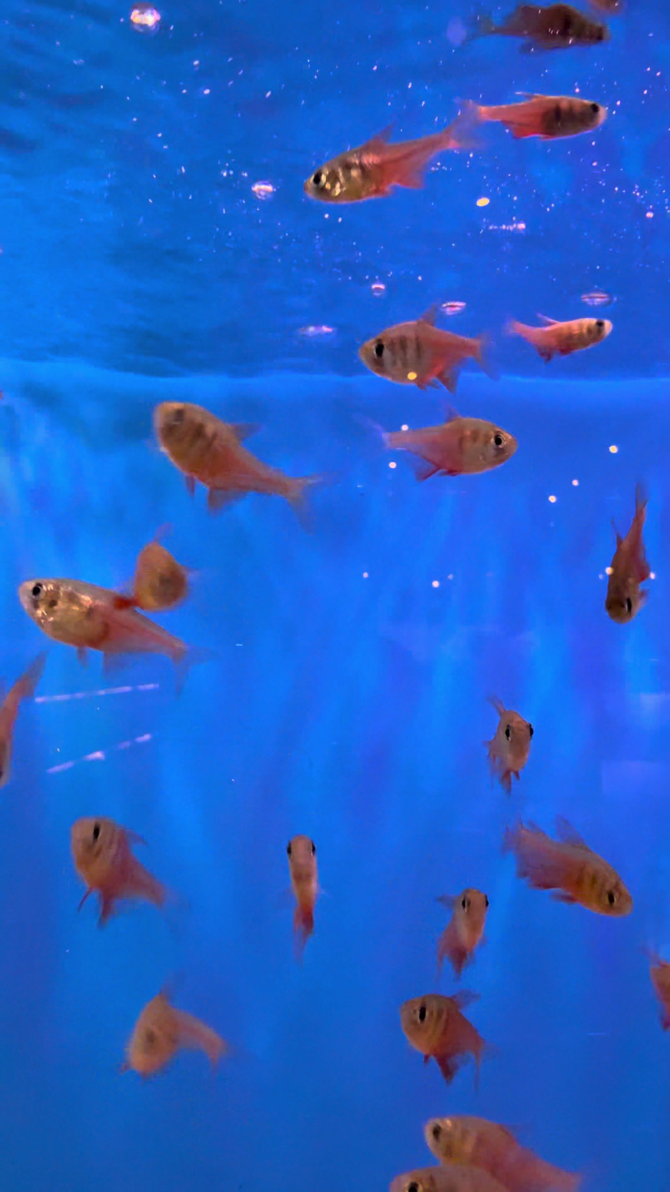 @epicfishnetwork