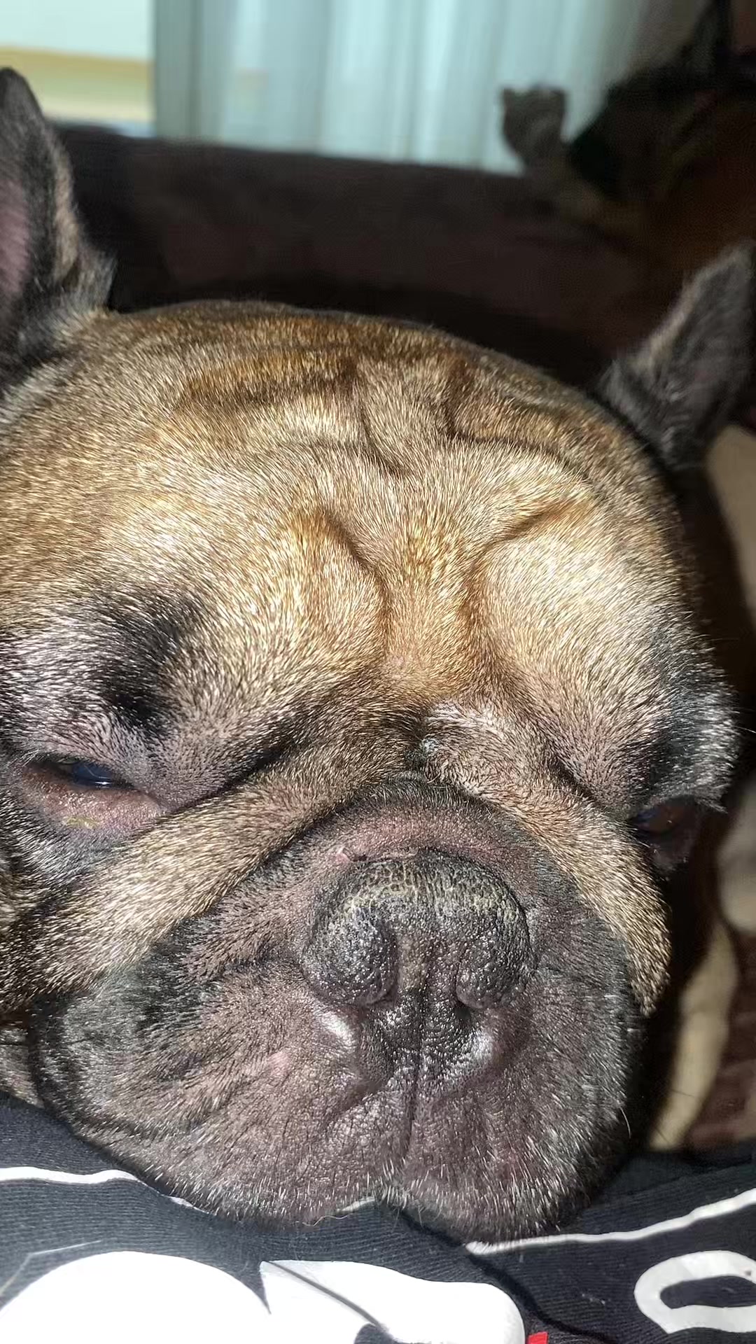 @_holly_bulls_