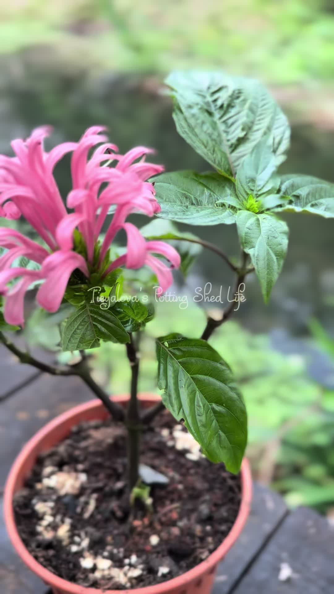 @Tieyalova’s Potting Shed