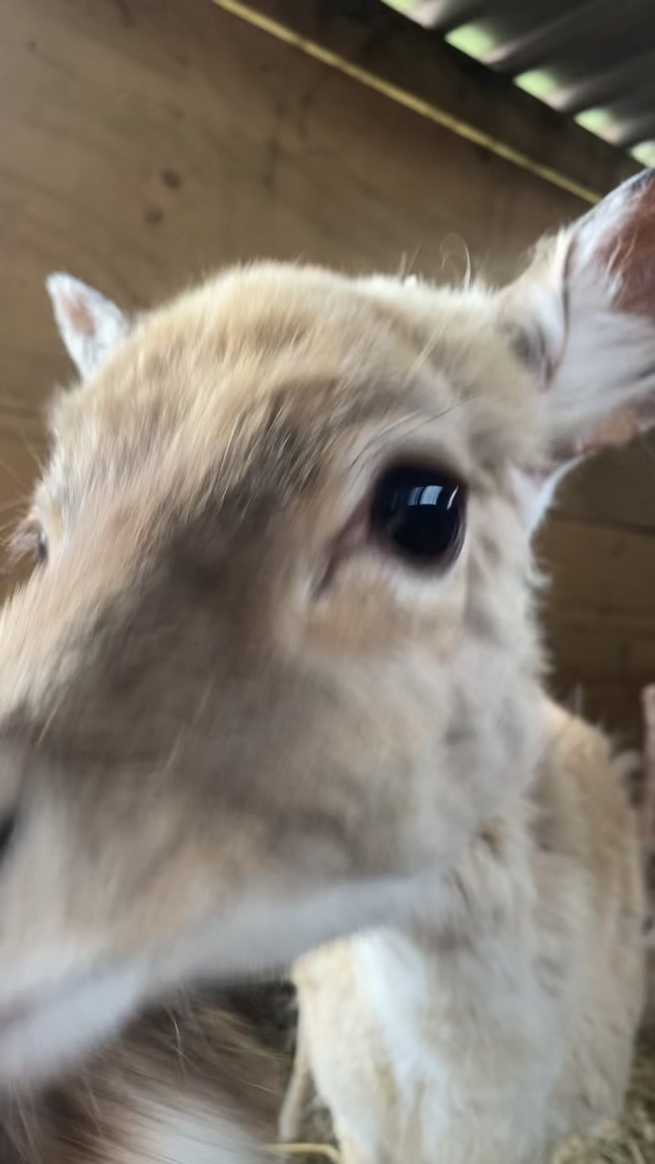 @Boo__Farm