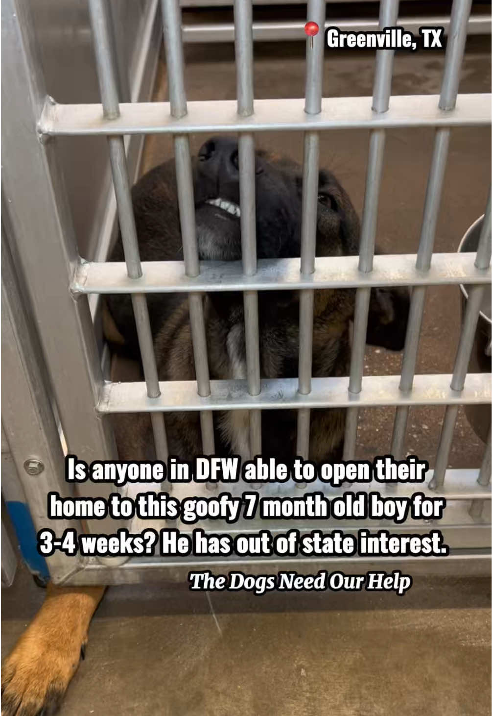 @The Dogs Need Our Help