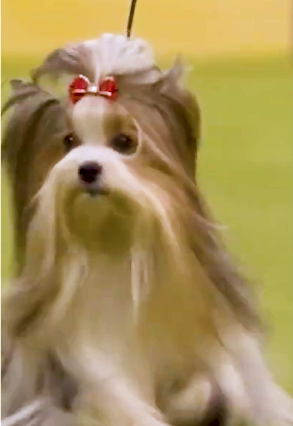 @Westminster Kennel Club