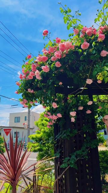@🧿🇰🇷PASI 💞PAVi 🧿🇯🇵
