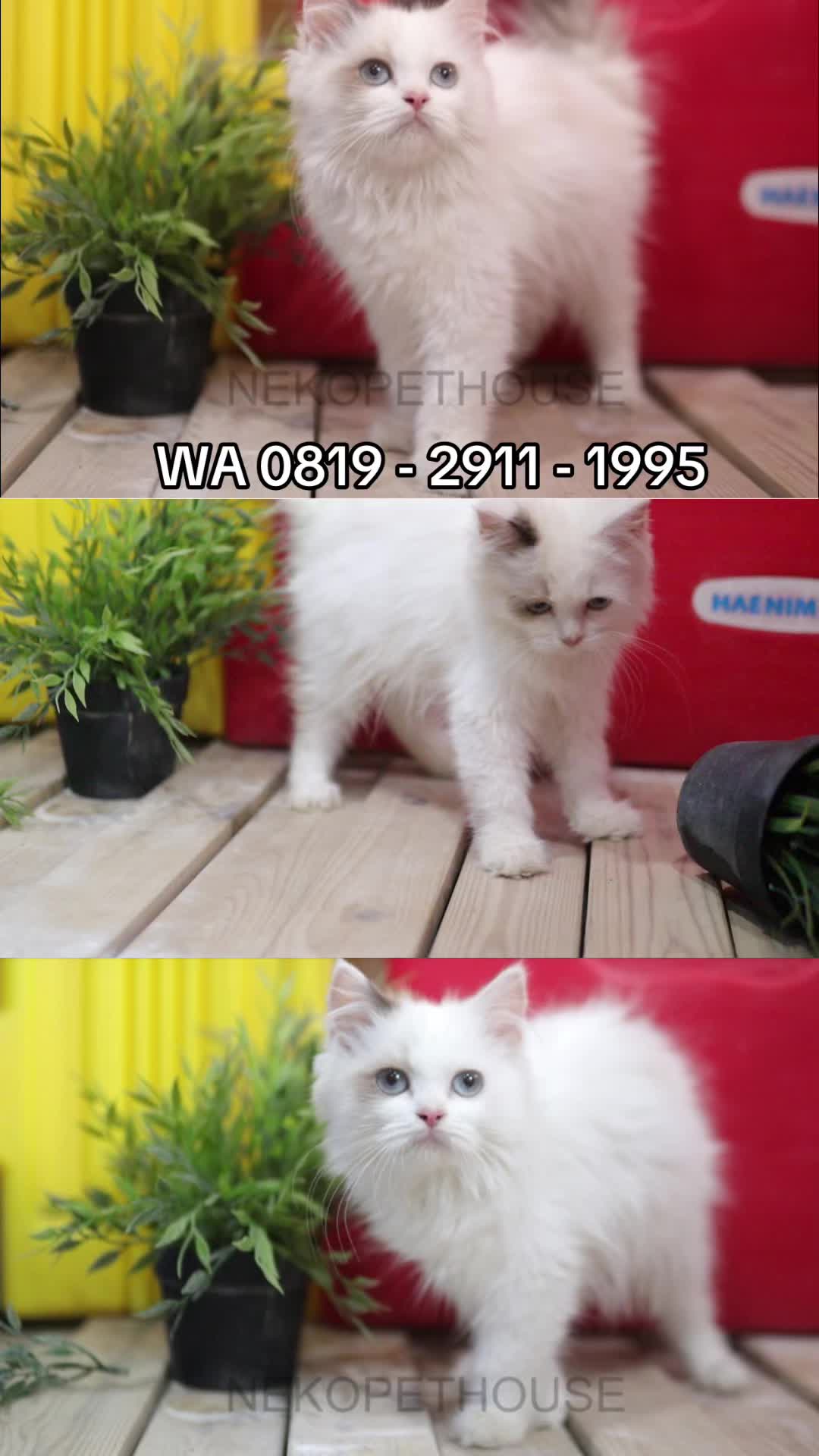 @Nekopethouse - Adopsi Kucing