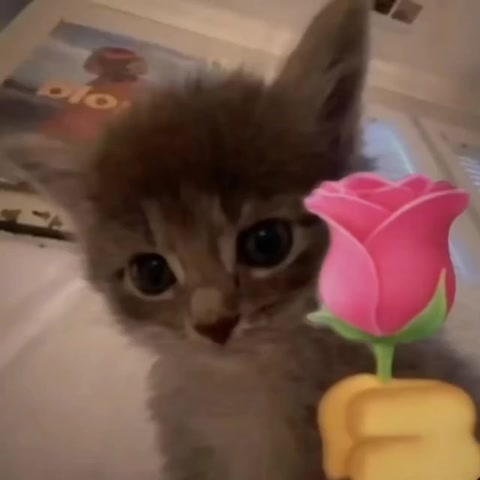 @ᴄᴀʀᴍᴇɴʟᴜᴠᴠ𖹭