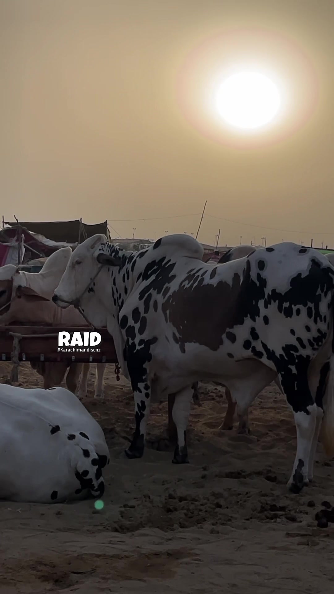 @Raid by Karachi Mandi Scnz