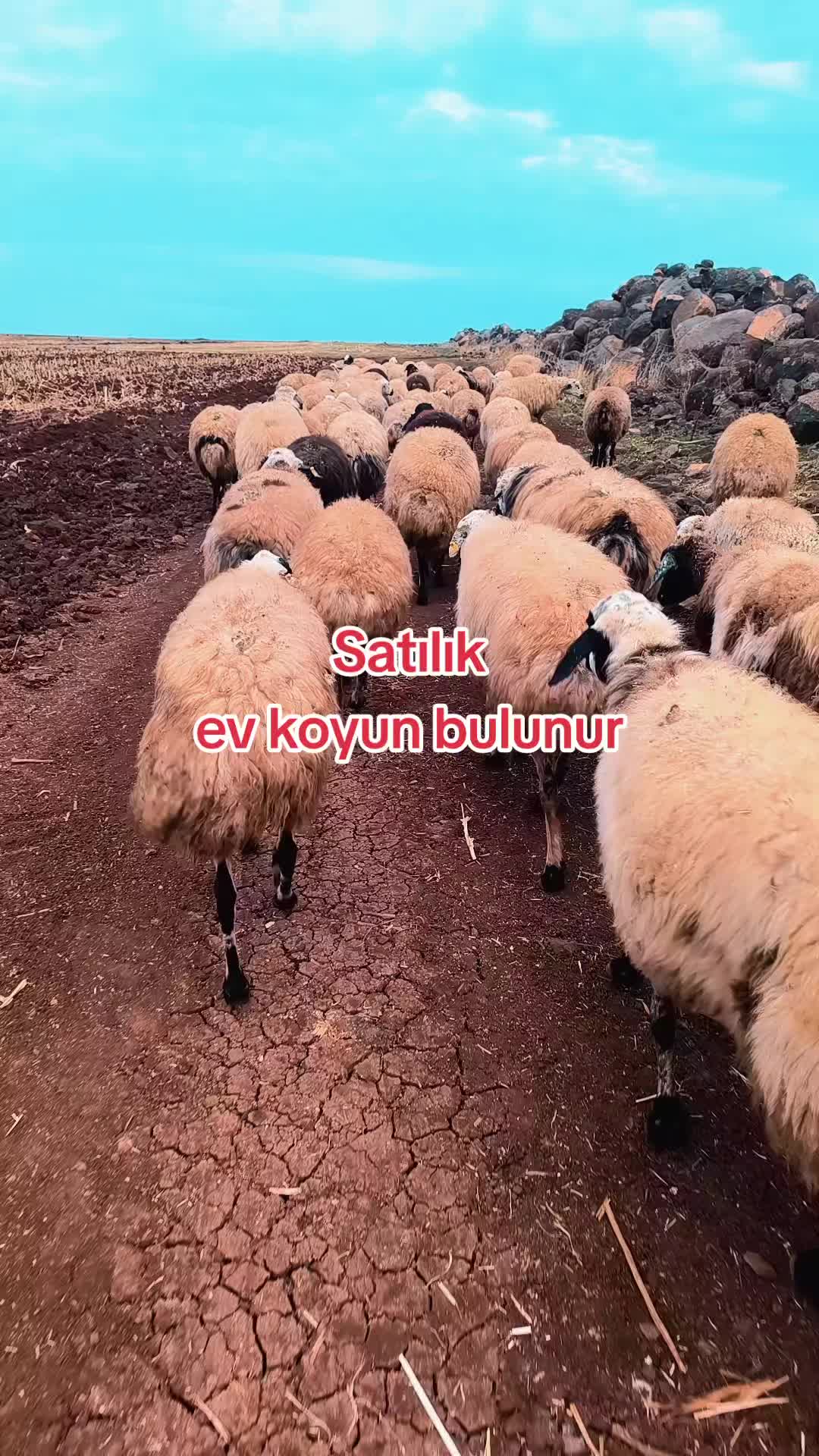 @hayri Salman