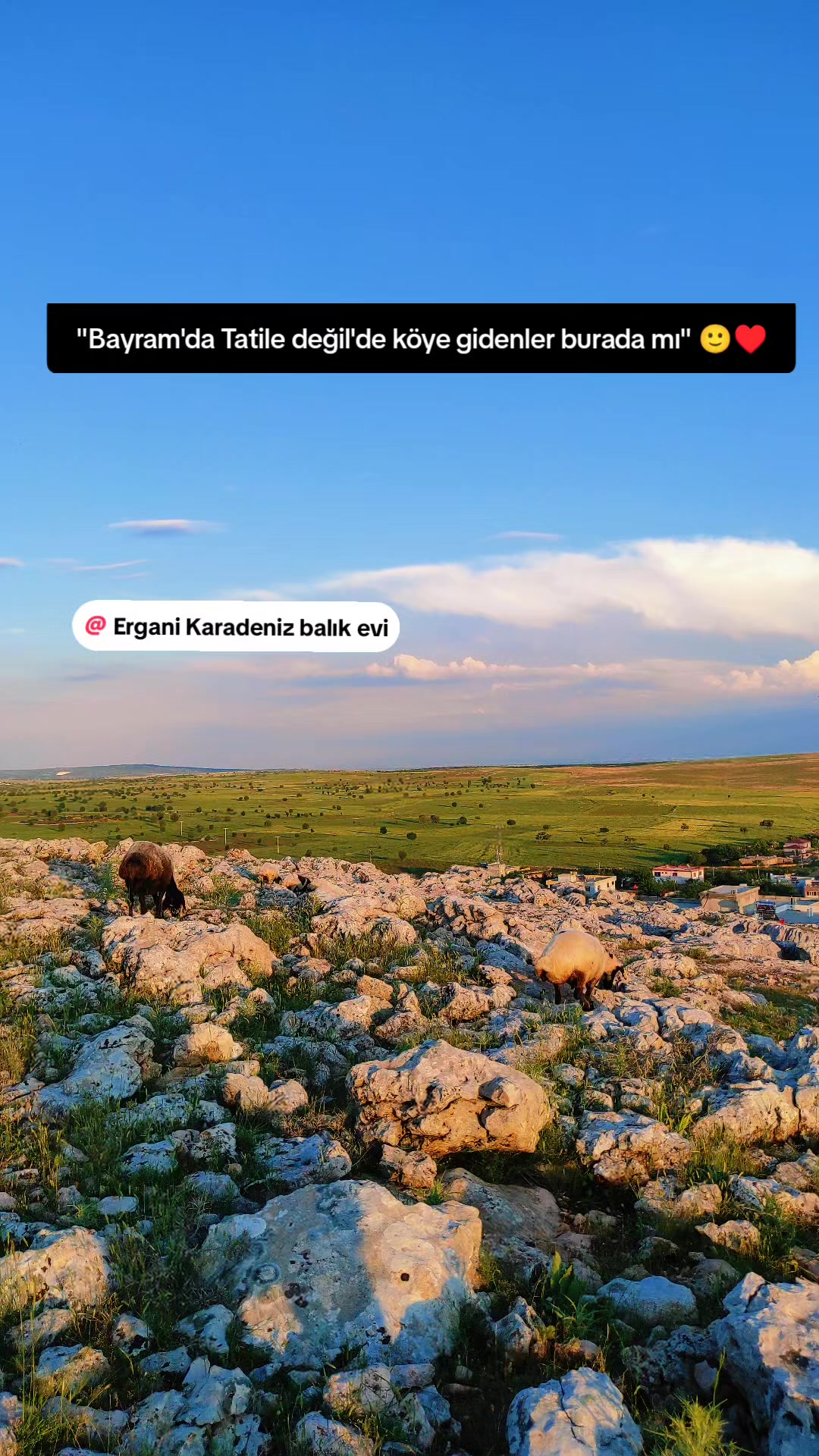 @Ergani Karadeniz balık evi