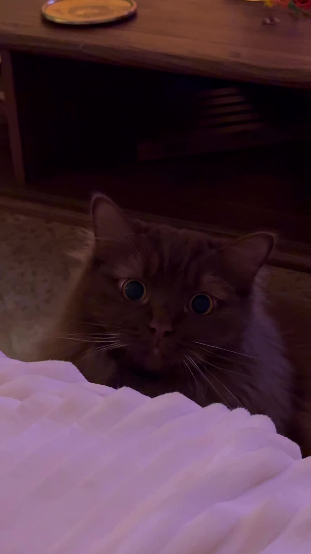 @Churro the Cinnamon Ragdoll 🤎