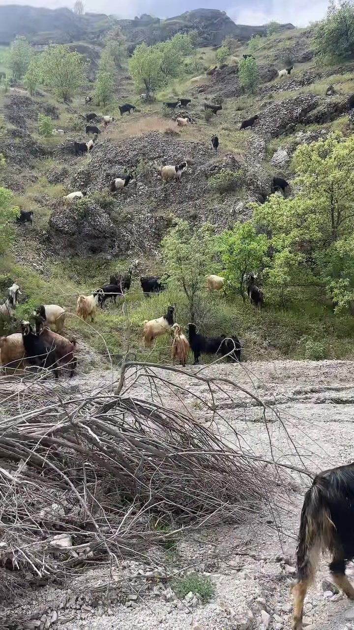 @Gazi.sarıkaya