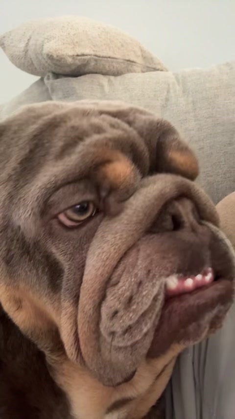 @RawlsTheBulldog