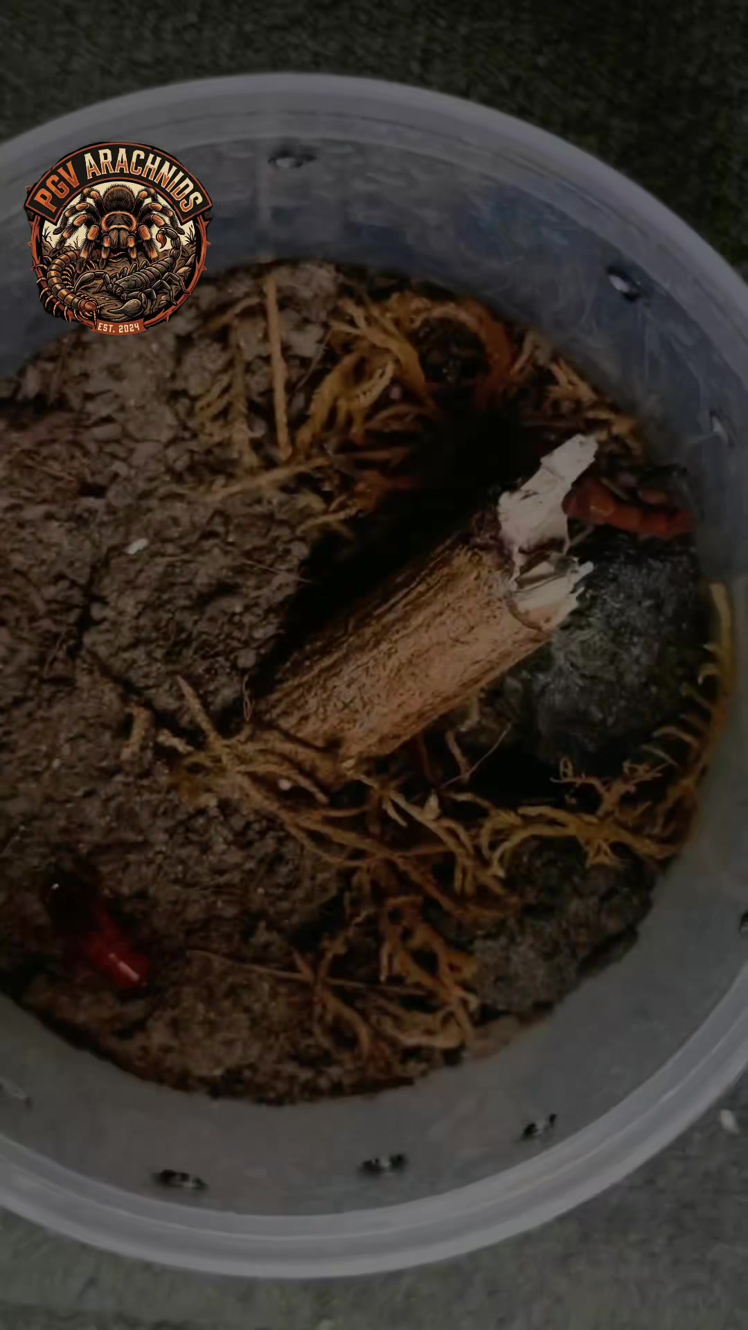 @pgv_arachnids
