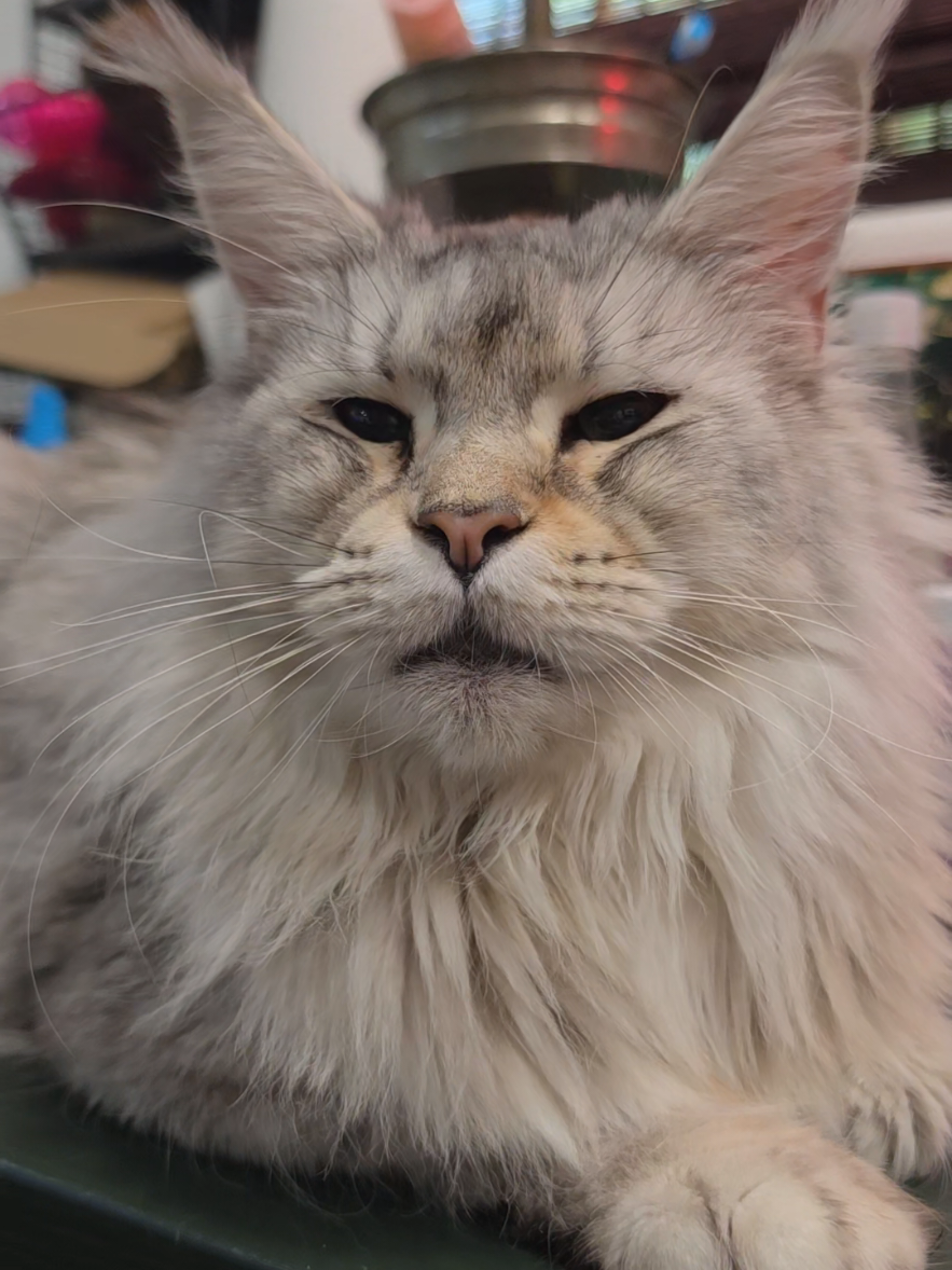 @Peaky Claws Cattery