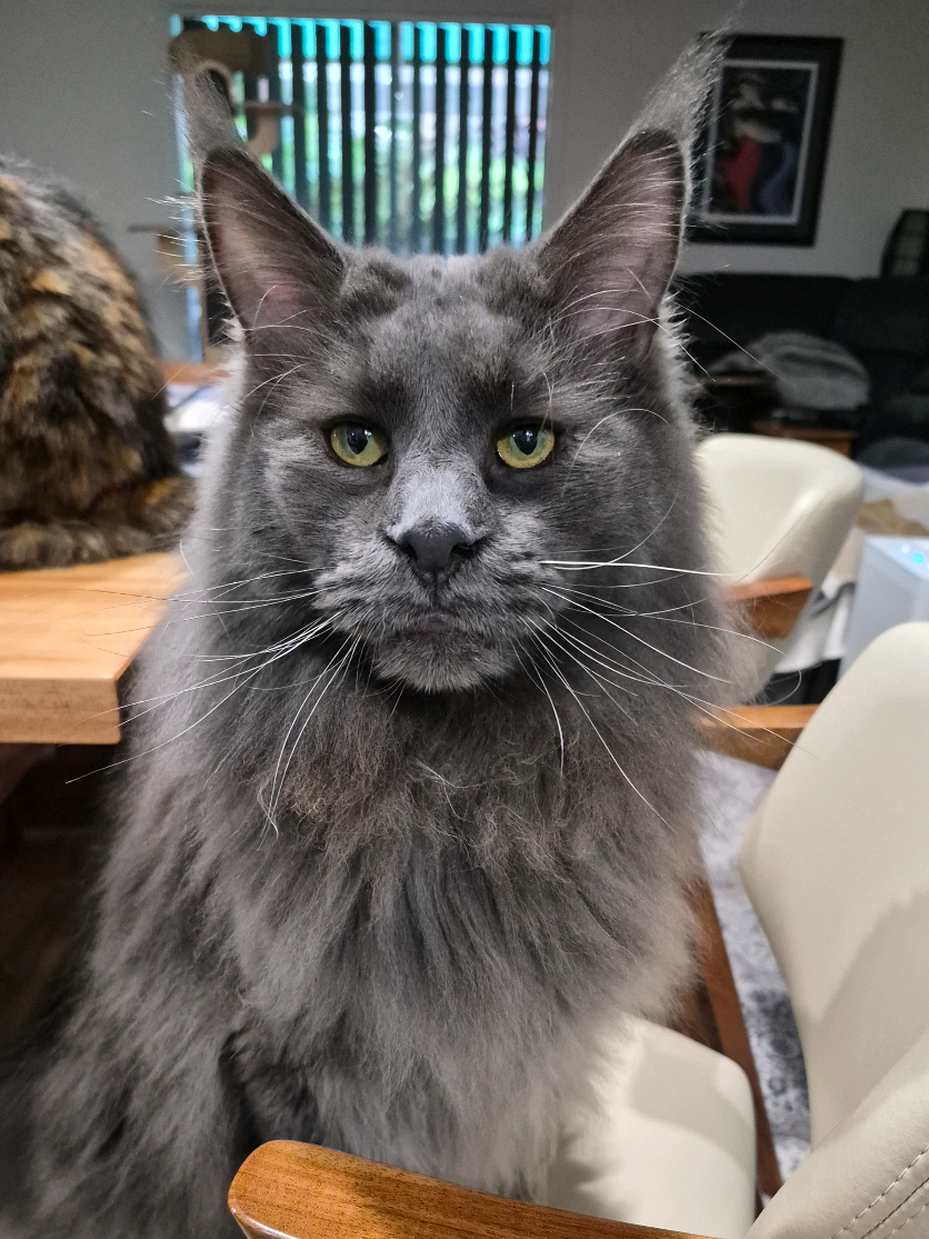 @Ragnar the Maine Coon 🐈
