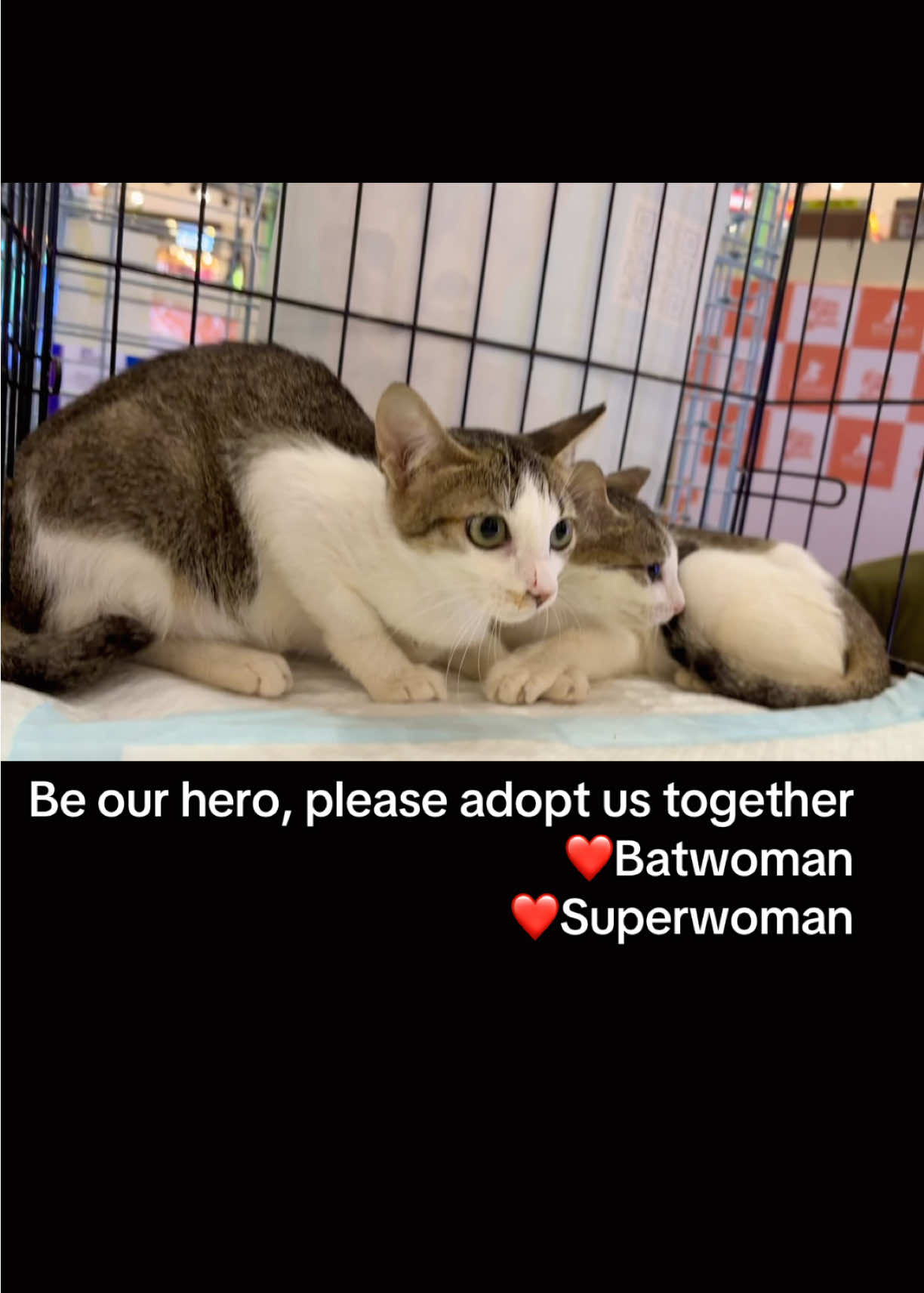 @Cats of BGC