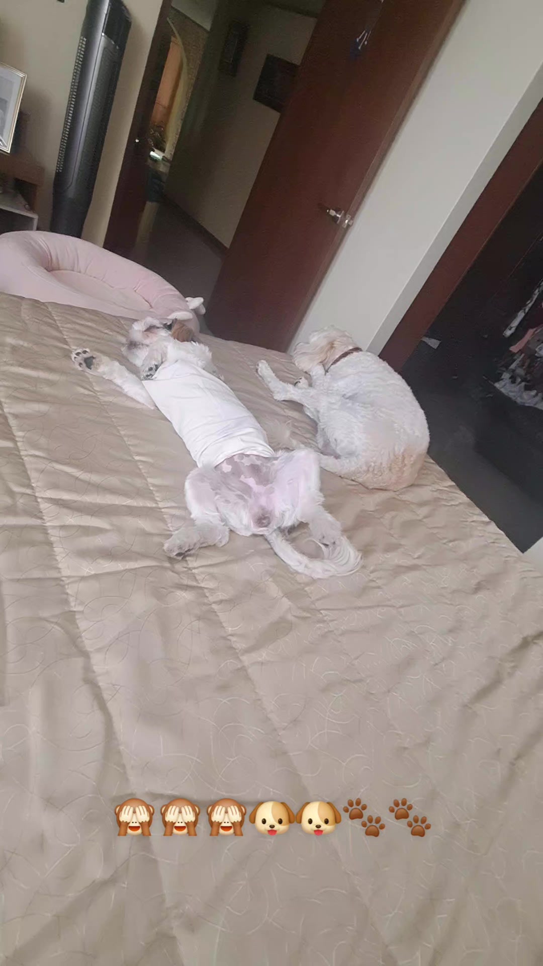 @Harry y Mila Life 🐶🐾