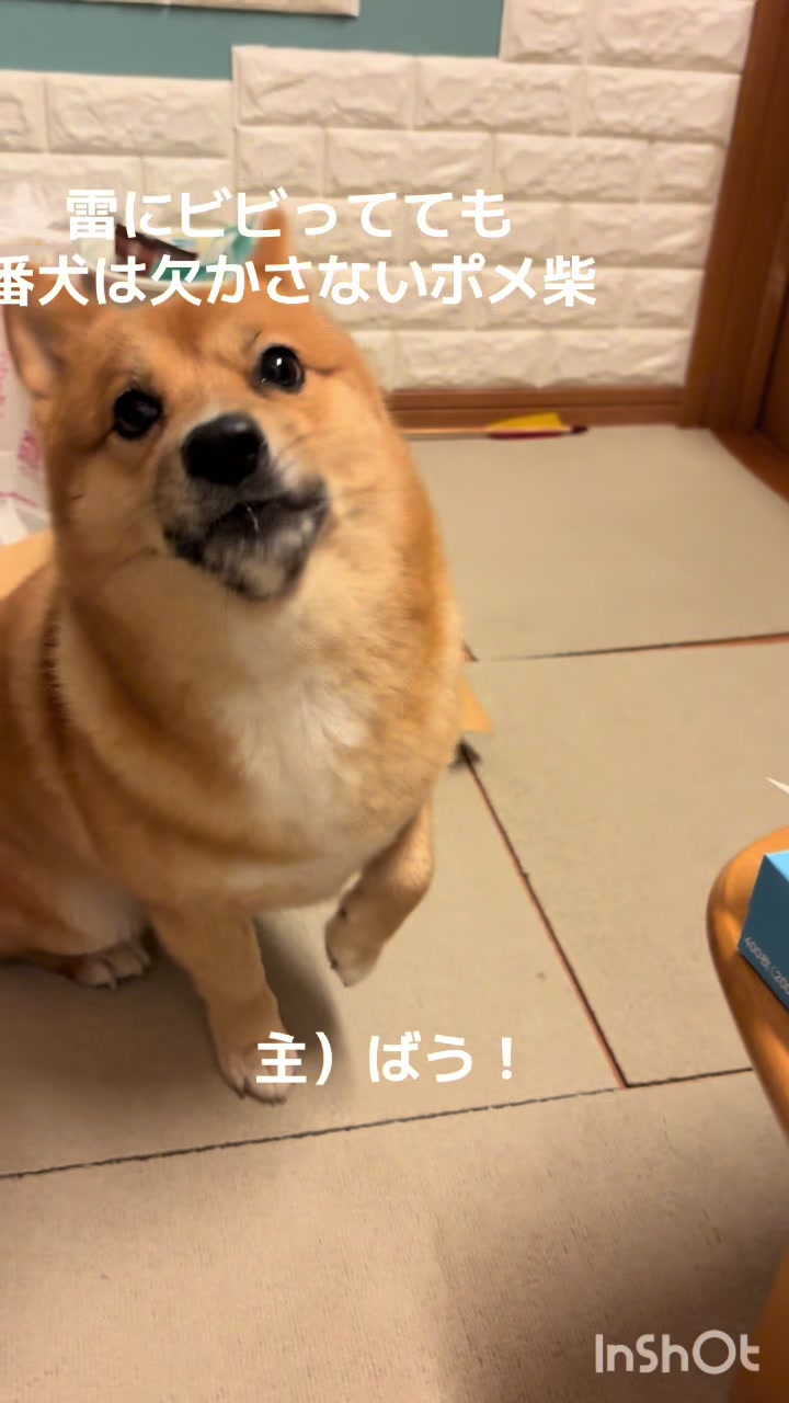 @ポメ柴もなか(もちゃ)୭