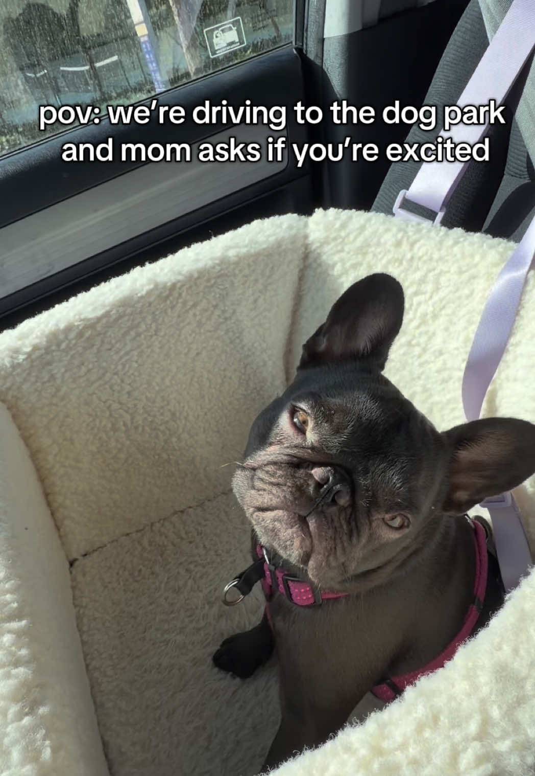 @Mabel the Frenchie