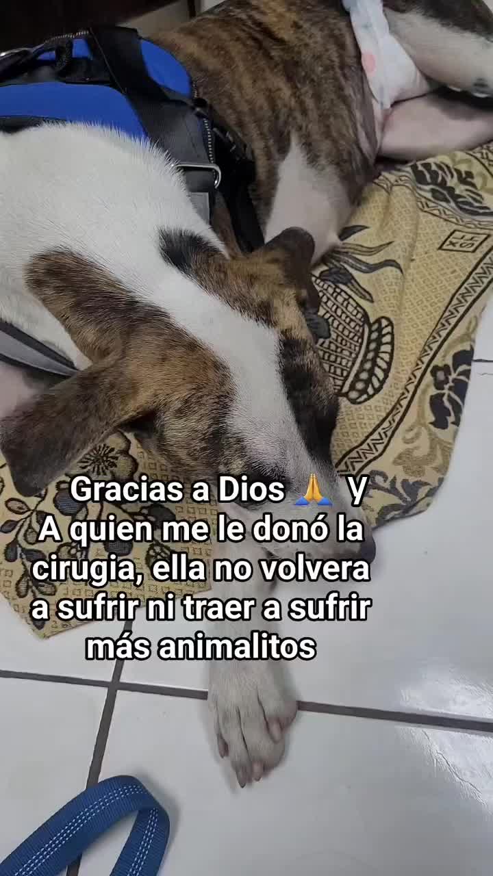 @𝕃𝕚𝕤𝕤 ℝ𝕖yes🇸🇻