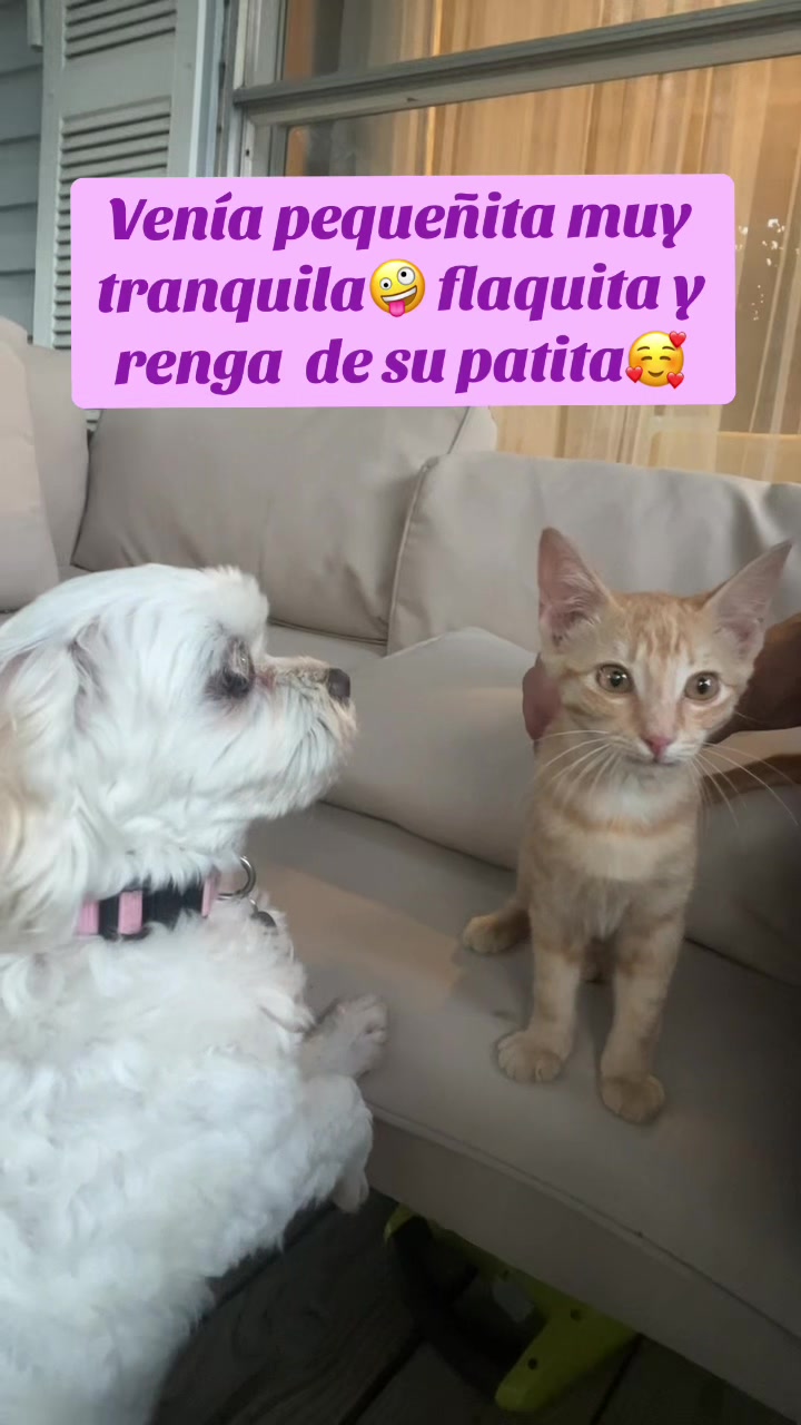 @AZUL🐶🥰