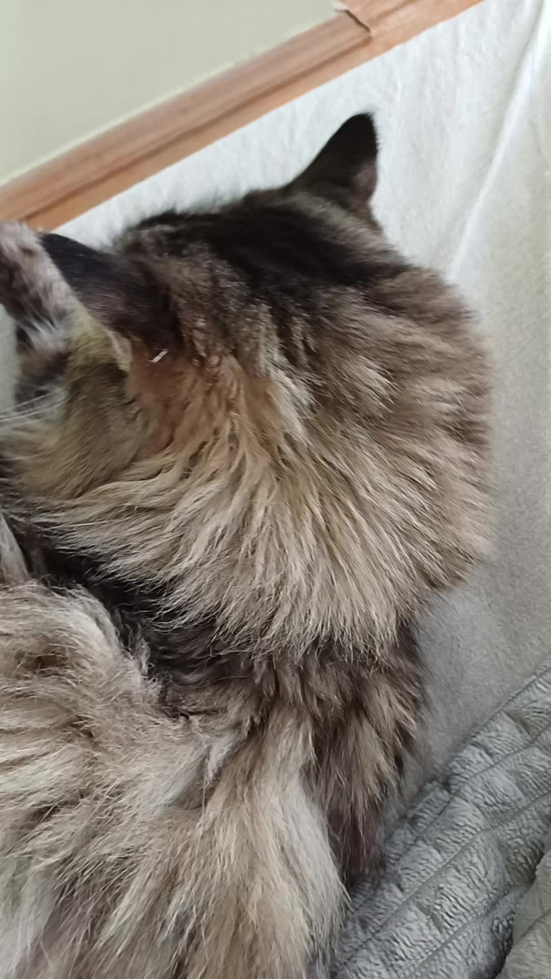 @cat_bayun_