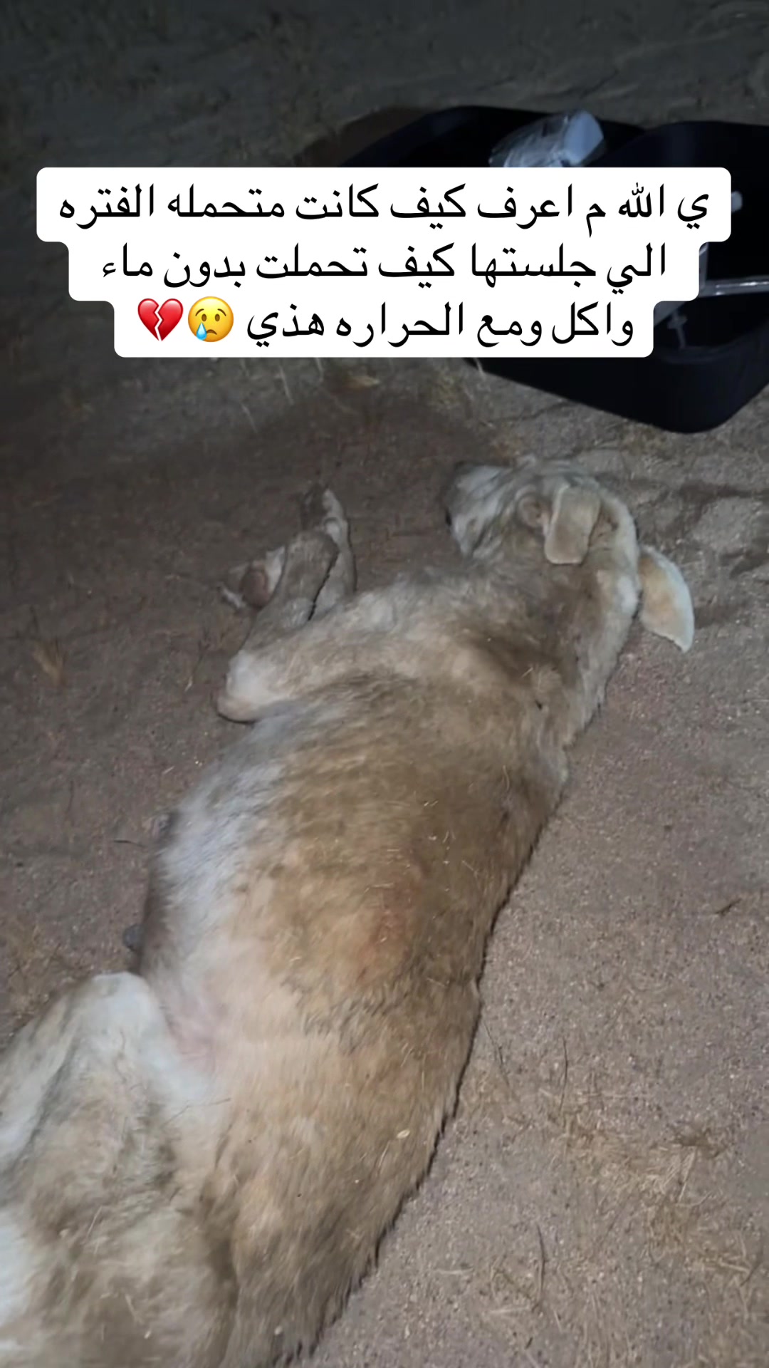 @مـاجـد✨