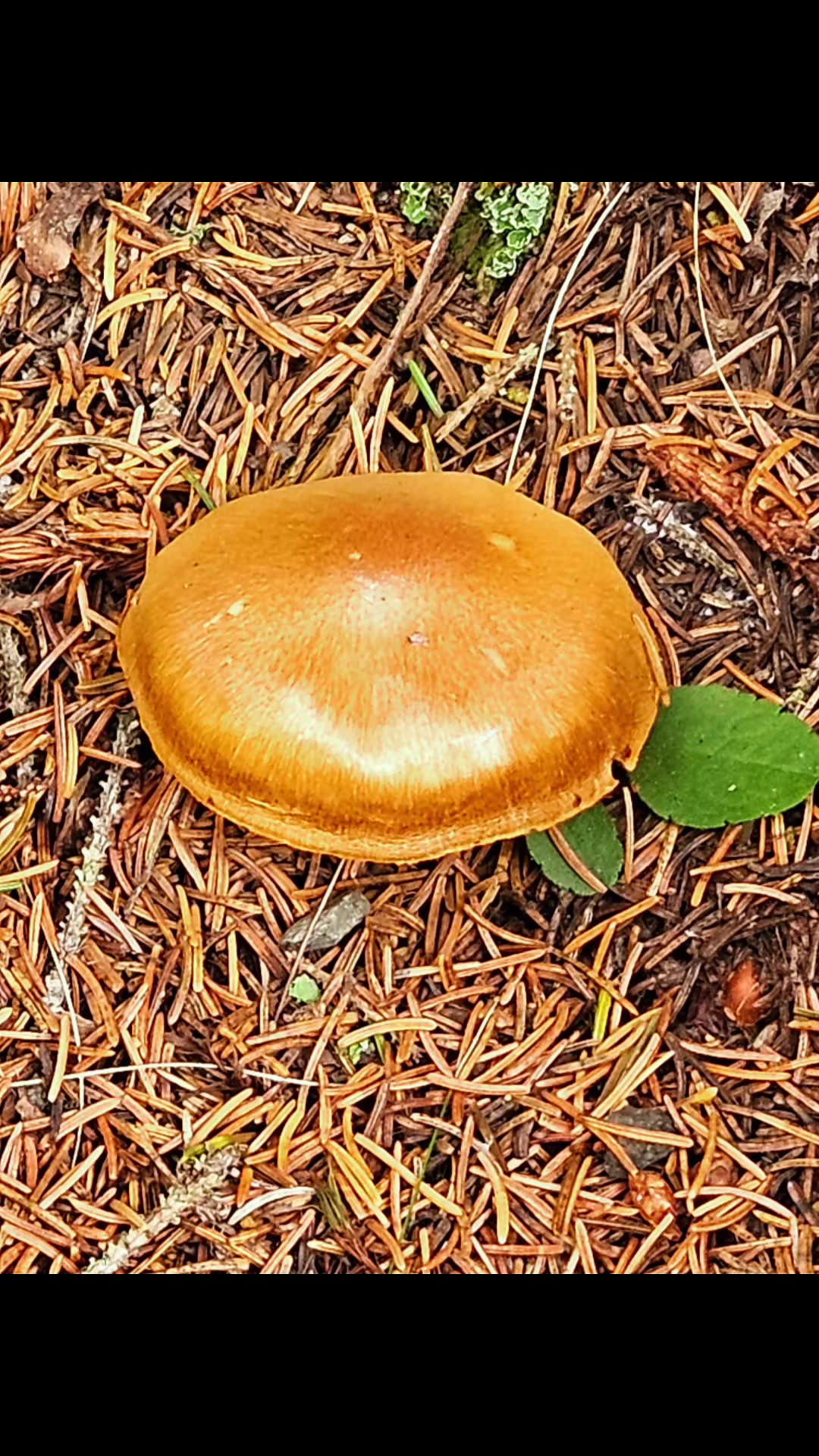 @Fungus_Freak 🍄