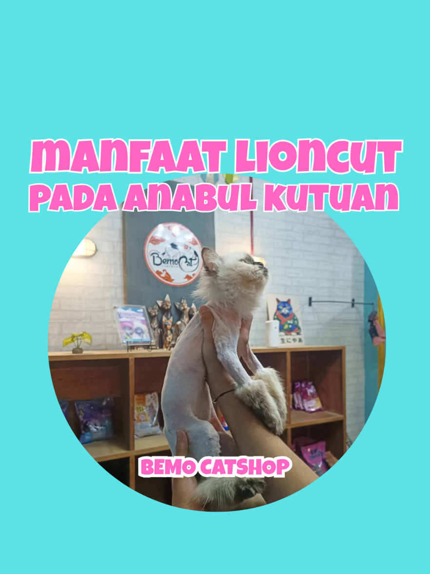 @Bemo Catshop
