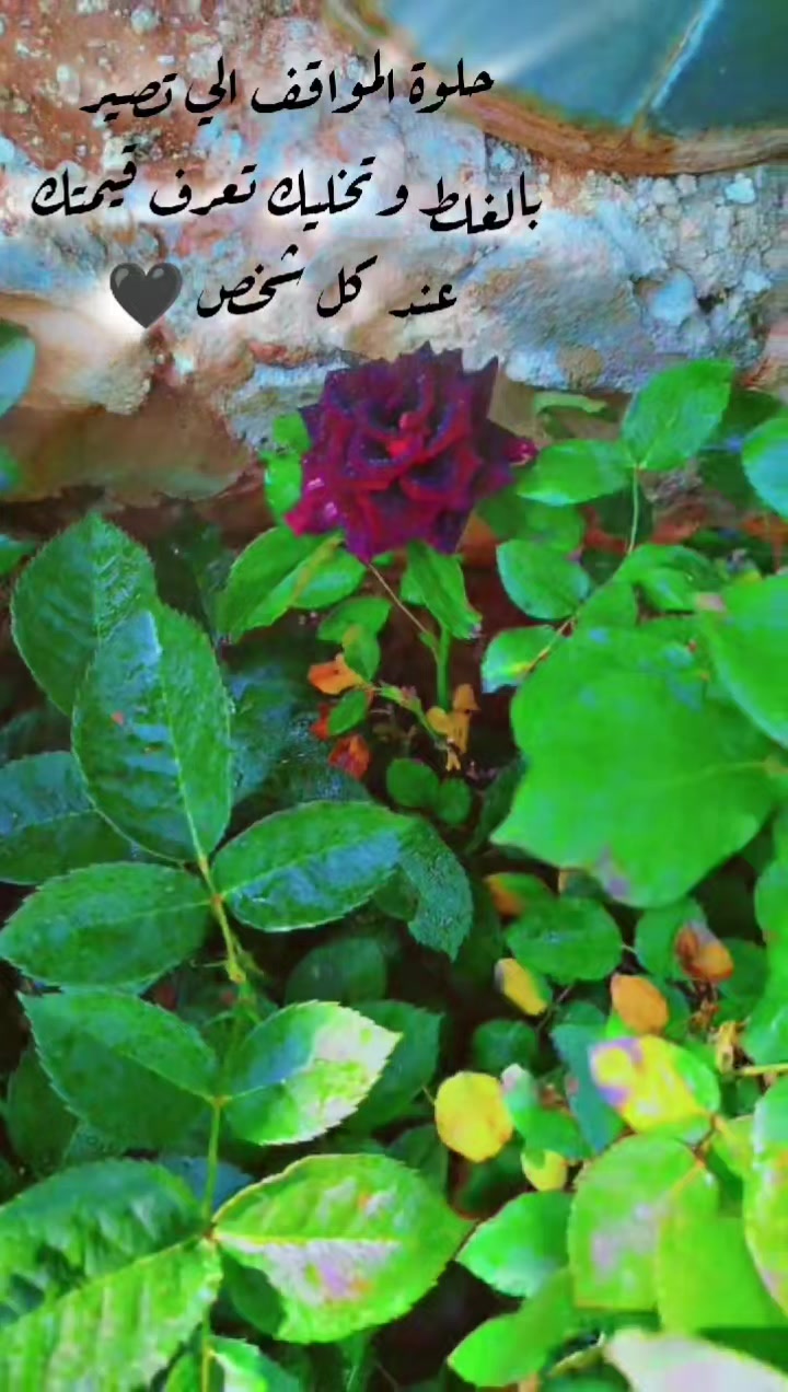 @عبير الورد🧡🍂